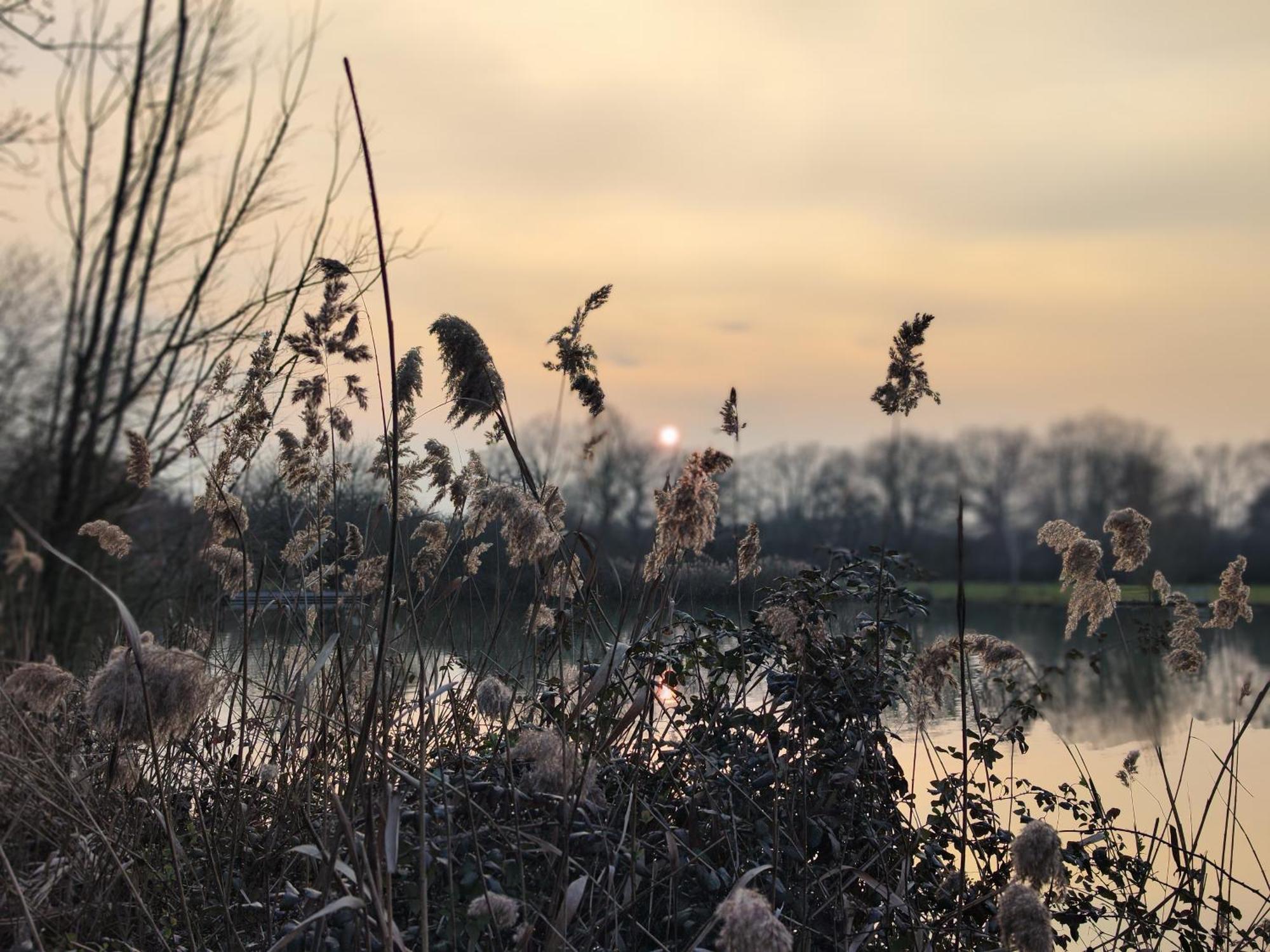 Domaine De La Roseliere • Nature • Brenne Rosnay  Eksteriør billede